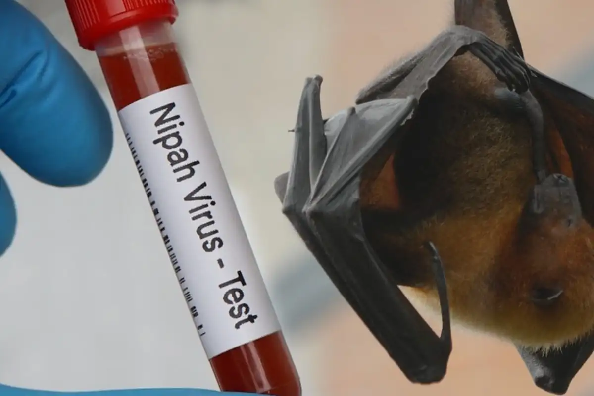 Krisis Iklim Picu Penyebaran Virus Nipah ke Wilayah Baru