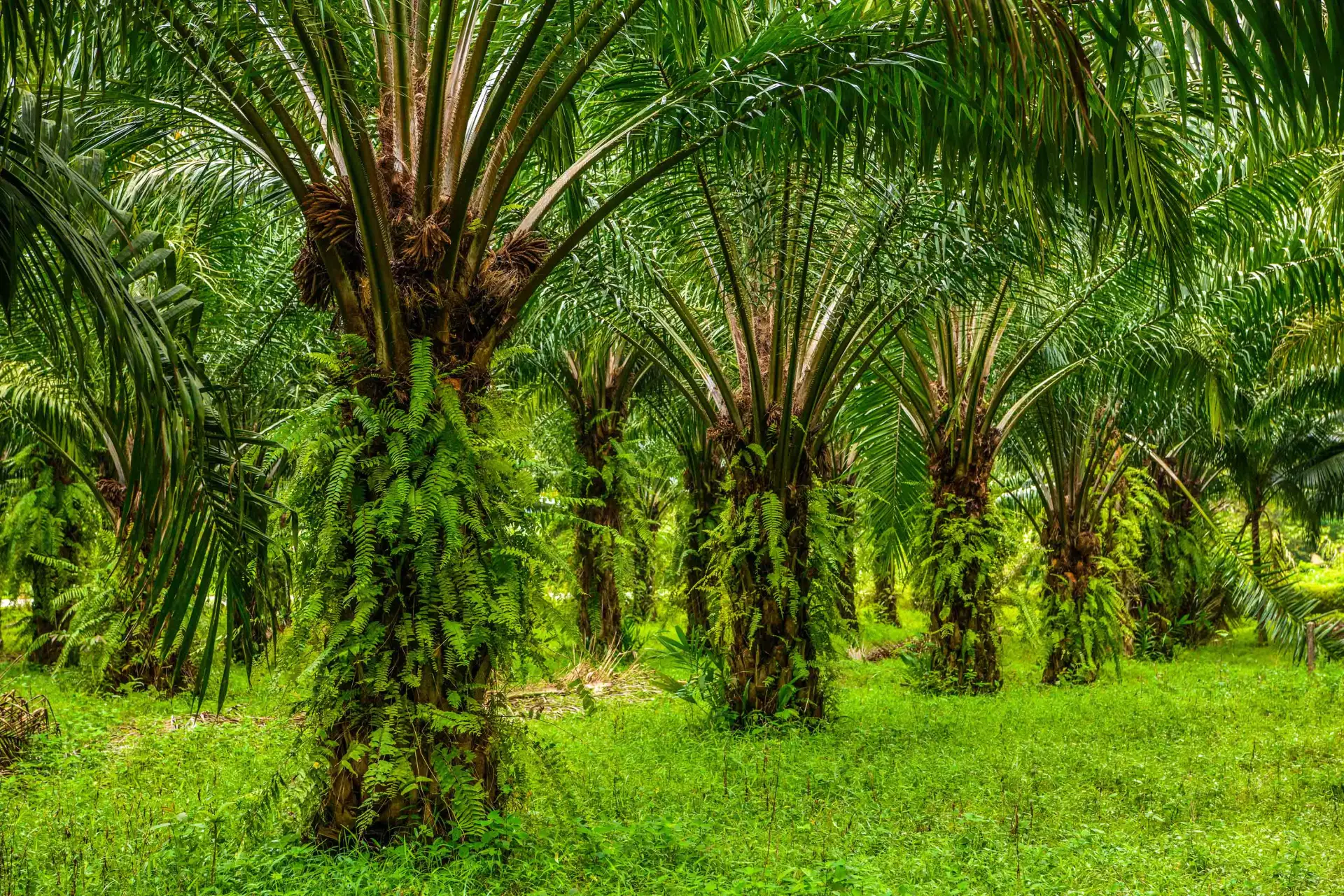 Sawit Papua di Simpang Ambisi Energi dan Hutan
