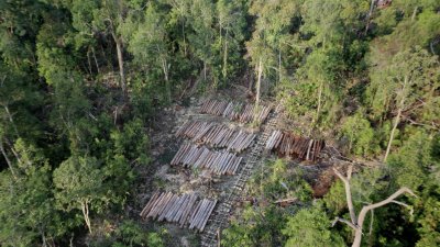 UGM Soroti Deforestasi sebagai Sumber Utama Banjir Bandang Sumatera